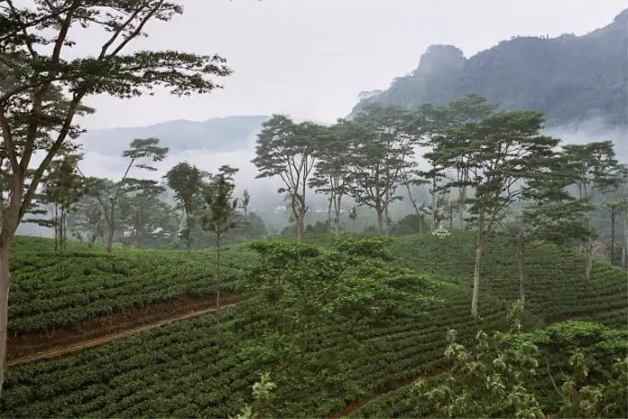 Ella Tea Factory – Discover Ceylon Tea