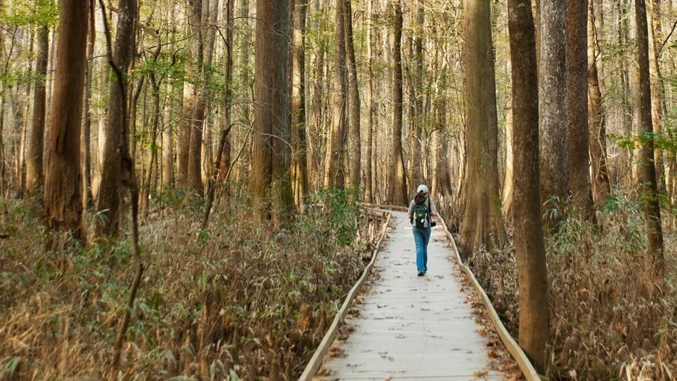 Congaree National Park – Where I Got Swampy and Loved It