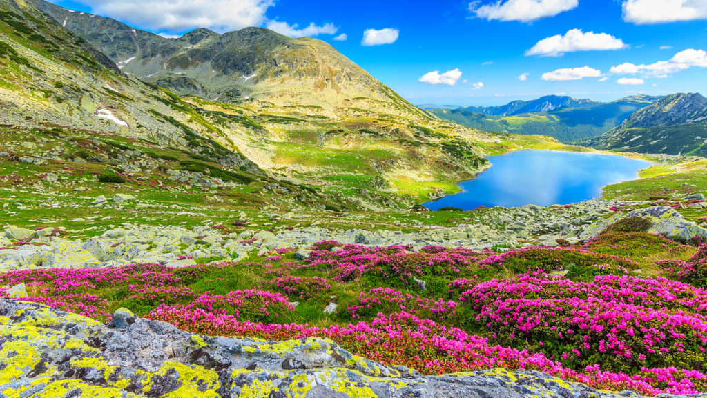 A panoramic view of Valley of Flowers covered in blooming wildflowers during monsoon