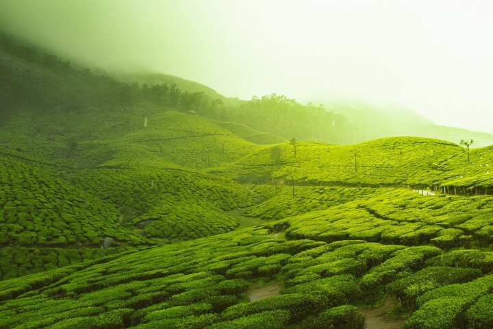 Misty tea gardens of Munnar under grey monsoon skies